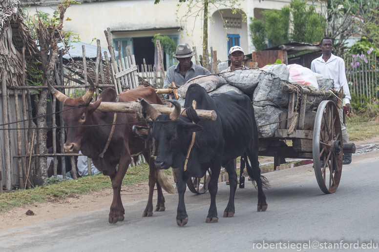 local transport